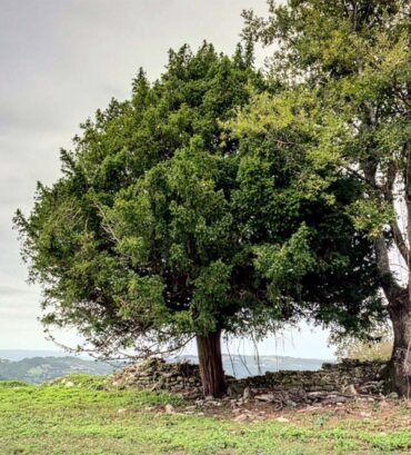 Taxus baccata Caresto